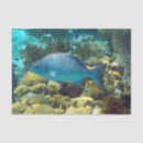 Search for coral reef tissue paper Diving