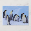 Search for behaviour postcards Snow