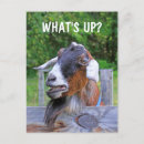 Search for goat postcards Farm