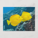 Search for two pair Yellow