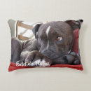 Search for pitbull cushions Pets