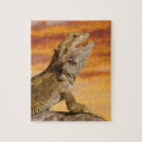 Search for bearded dragon puzzles Scales