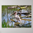Search for pelican posters Photography