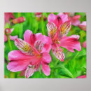 Search for alstroemeria art Pink