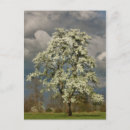 Search for pear tree Blossom