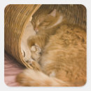 Search for orange tabby stickers Feline