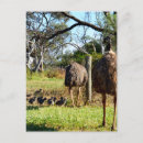 Search for feathering postcards Wildlife