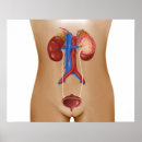 Search for large intestines posters Detail