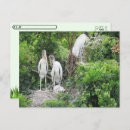 Search for juvenile postcards Bird