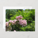 Search for mountain laurel flower postcards Nature