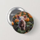 Search for pumpkin patch accessories Cute