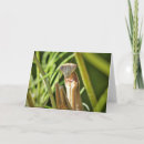 Search for praying mantis cards Entomology