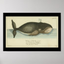 Search for bowhead Sea