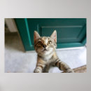 Search for cute baby kitten posters Feline