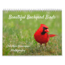 Search for robin bird calendars Backyard birds