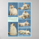 Search for ragdoll posters Cat