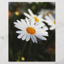 Search for daisy” flyers Garden