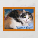 Search for long haired cat postcards Calico