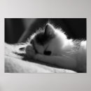 Search for jessie art Kitten