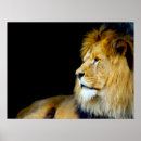 Search for picture of lion posters Photos