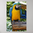 Search for gold macaw posters Bird