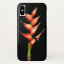 Search for heliconia Plant