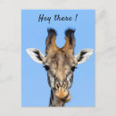 Search for giraffe looking postcards Wildlife