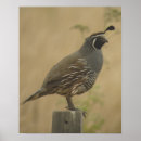 Search for california quail art Animals
