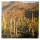 Search for tucson tiles Cactus