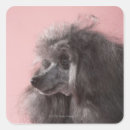 Search for side view stickers Domestic animals