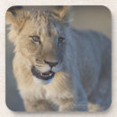 Search for cub coasters Wildlife