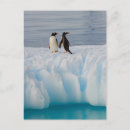 Search for penguin postcards Animal