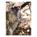 Search for primate pics posters Monkey