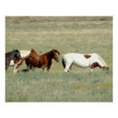 Search for wild horse posters Equestrian