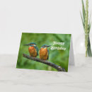 Search for kingfisher cards Wildlife
