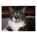 Search for kitty face art Tabby