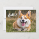 Search for funny corgis postcards Cute