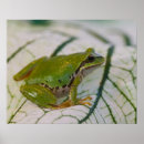 Search for tree frogs posters Reptile