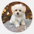 Search for lovable Pet
