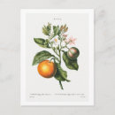 Search for vintage oranges postcards Illustration