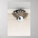 Search for nestled posters Young