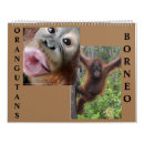 Search for orangutan calendars Animal