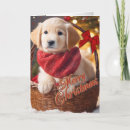 Search for golden christmas cards Puppy