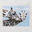 Search for two giraffe postcards Horizontal