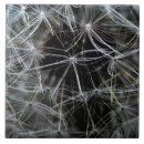 Search for dandelion tiles Ceramic