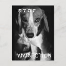 Search for experiments postcards Vivisection
