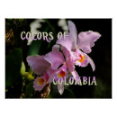 Search for cattleya orchid posters Floral