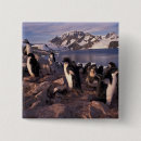 Search for penguin badges Bird