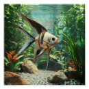 Search for aquarium posters Tropical