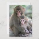 Search for macaques cards Animals in the wild